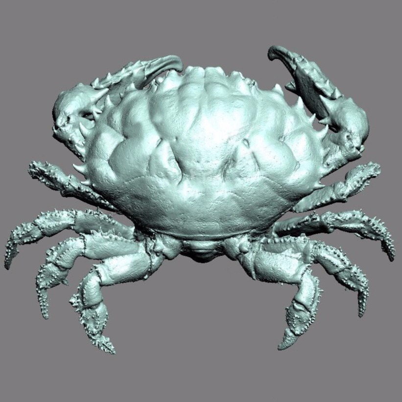 3D模型-礁蟹石蟹
