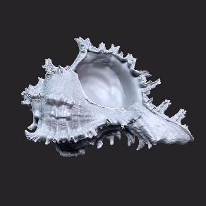 3D模型-海螺