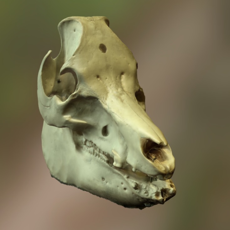 3D模型-猪头头骨