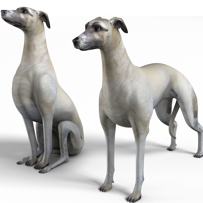 惠比特犬whippet