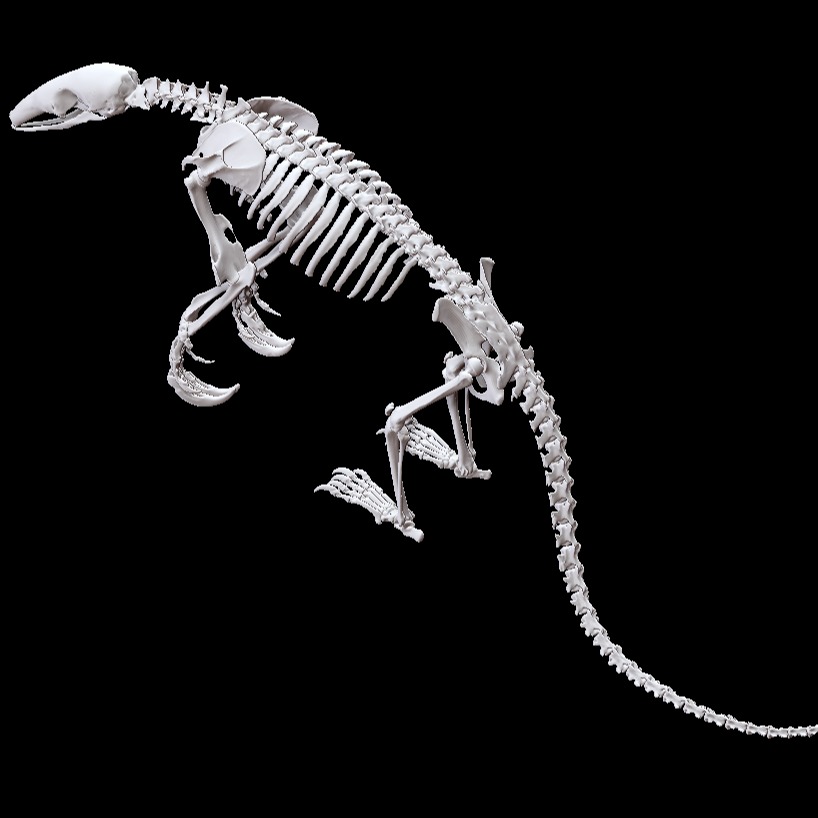 3D模型-食蚁兽骨