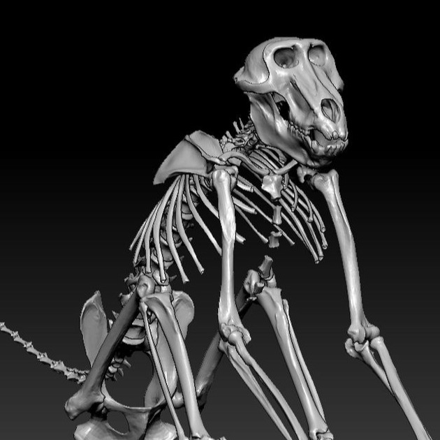 3D模型-猩猩猴子骨架 3D打印模型
