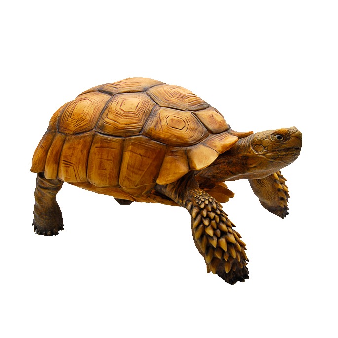 苏卡达陆龟 高精3D打印模型