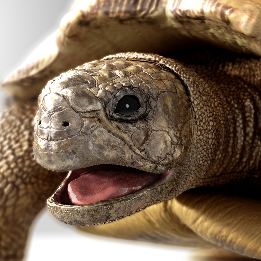 3D模型-乌龟turtle