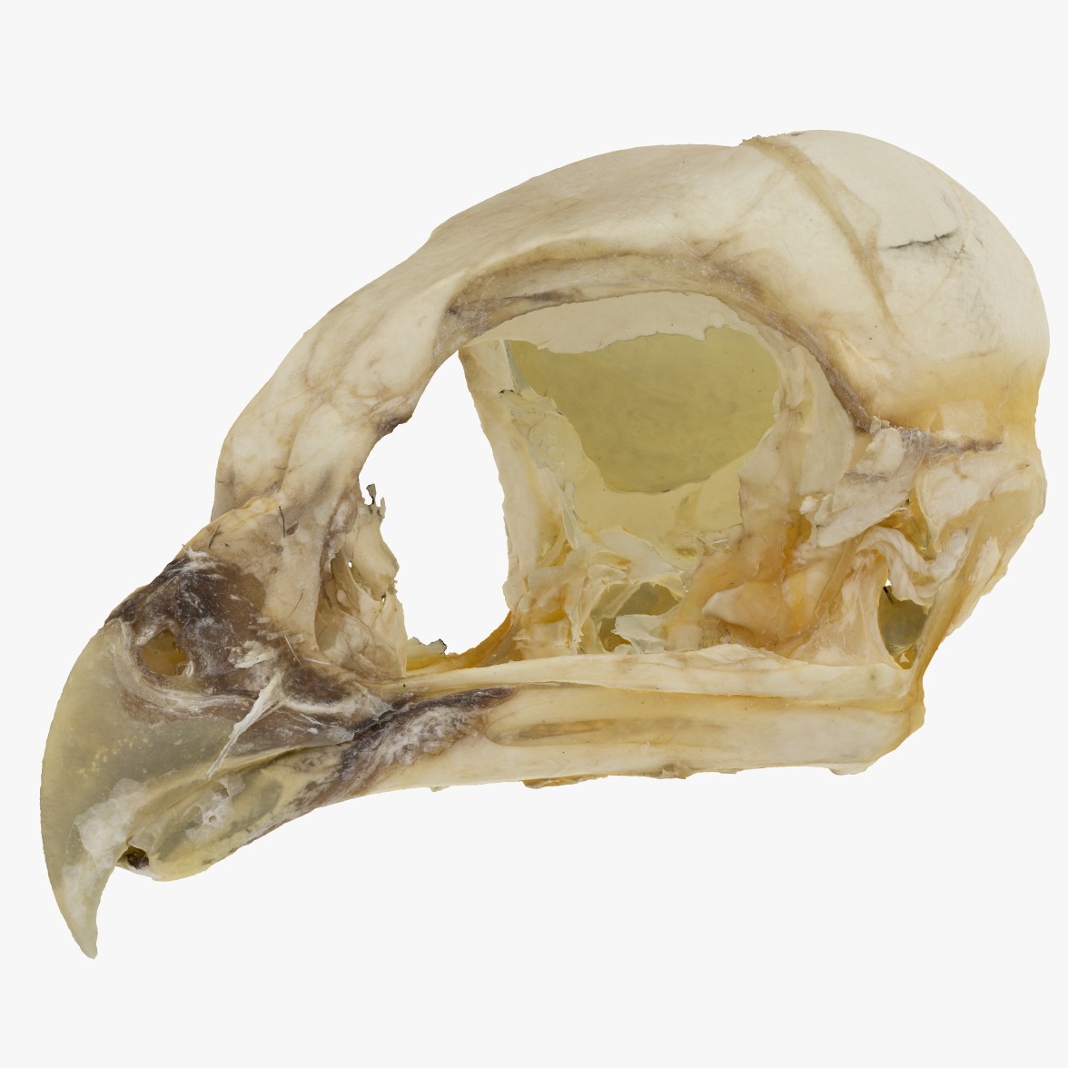 3D模型-鸟头骨3D扫描Skull