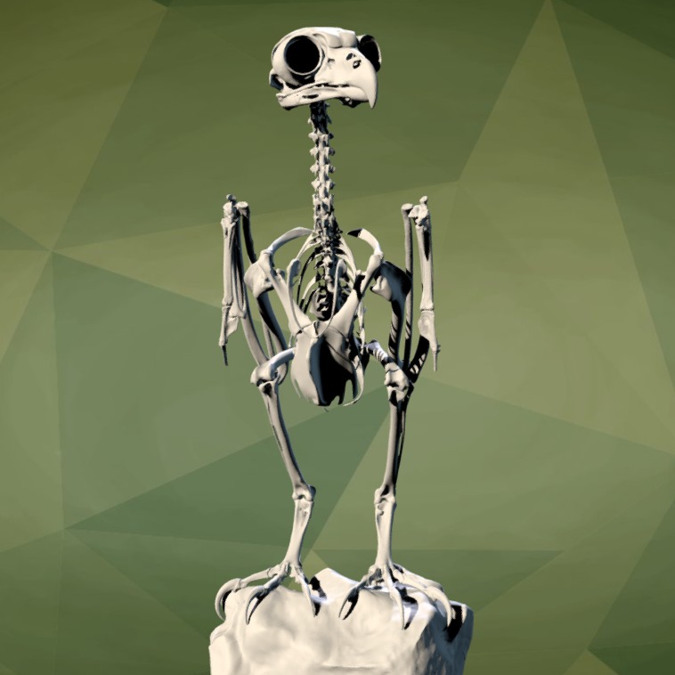 3D模型-鸟 骨骼骨架