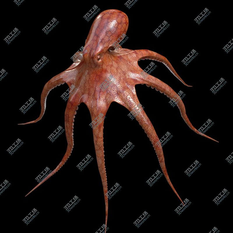 images/goods_img/20210113/Octopus/5.jpg