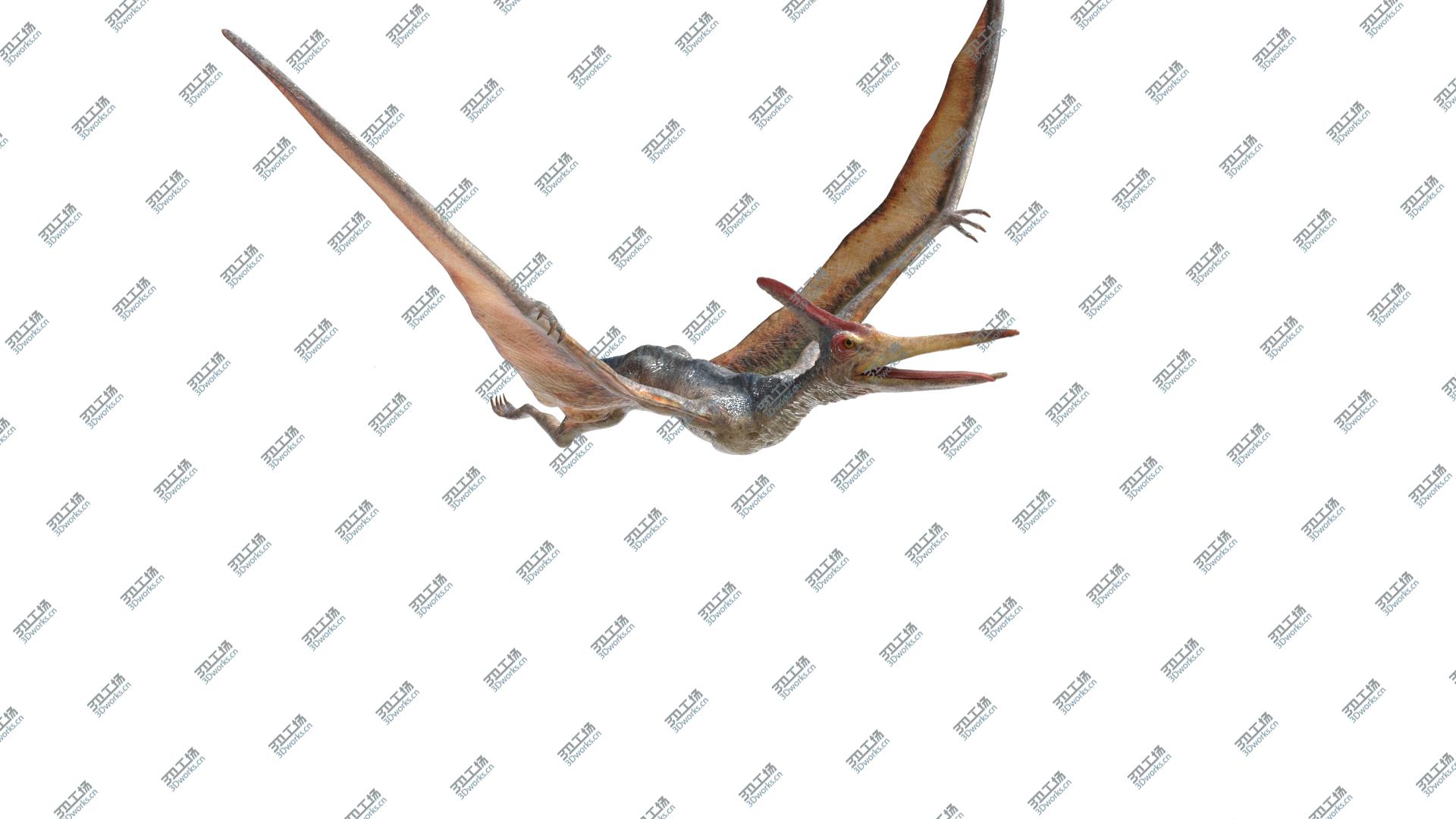 images/goods_img/20210113/Pteranodon(Rigged)(Animated)/5.jpg