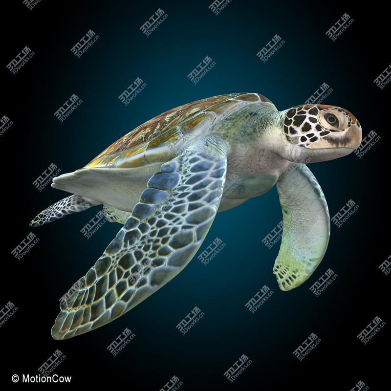 images/goods_img/20210113/Turtle/2.jpg