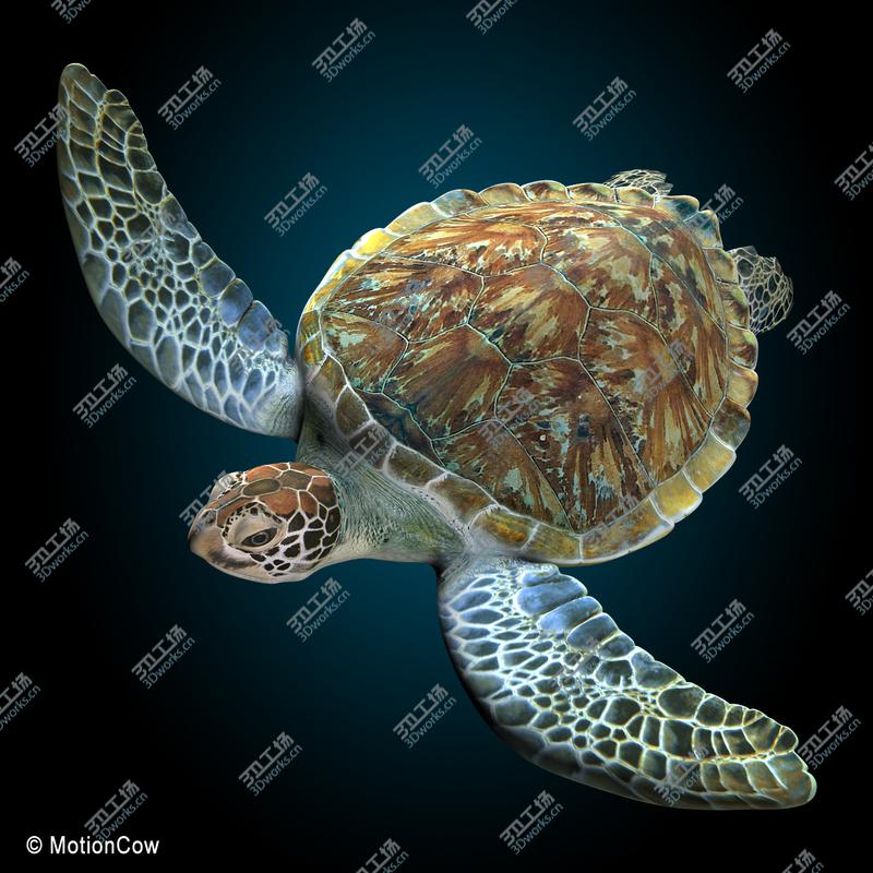 images/goods_img/20210113/Turtle/4.jpg