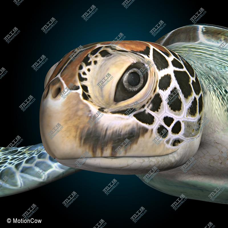 images/goods_img/20210113/Turtle/5.jpg