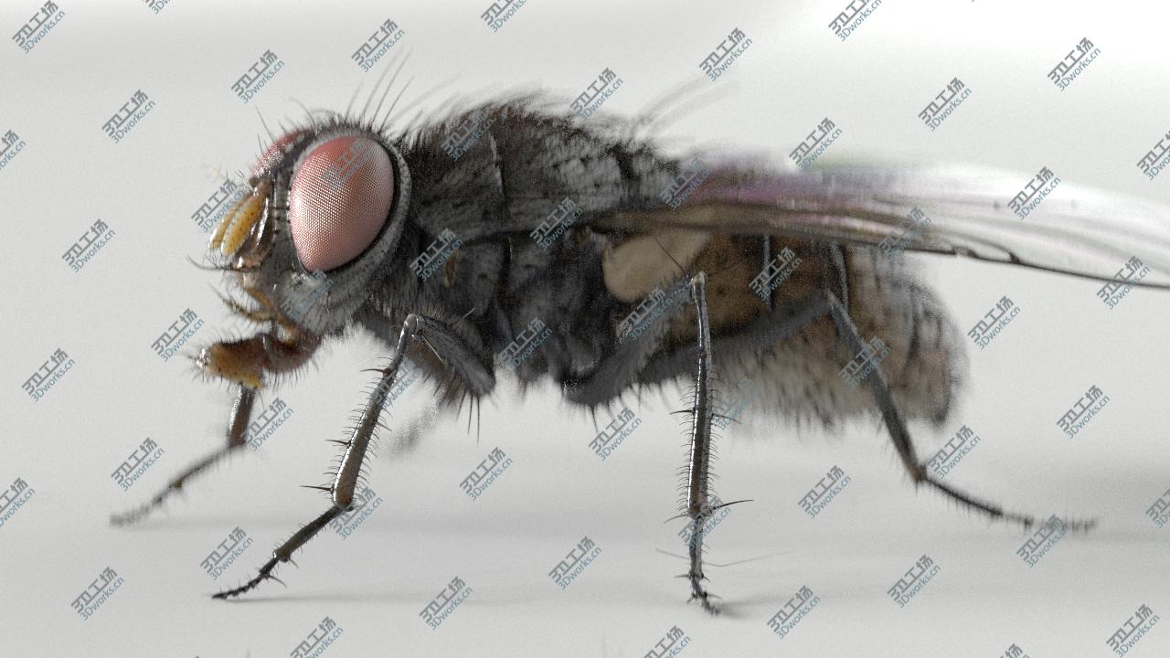 images/goods_img/20210113/housefly/2.jpg