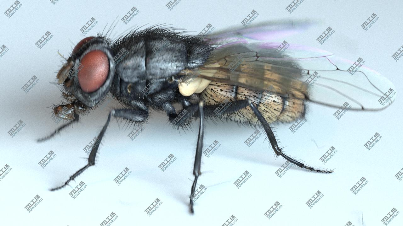 images/goods_img/20210113/housefly/4.jpg