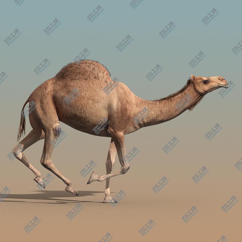 images/goods_img/20210114/Camel(ANIMATED)/1.jpg