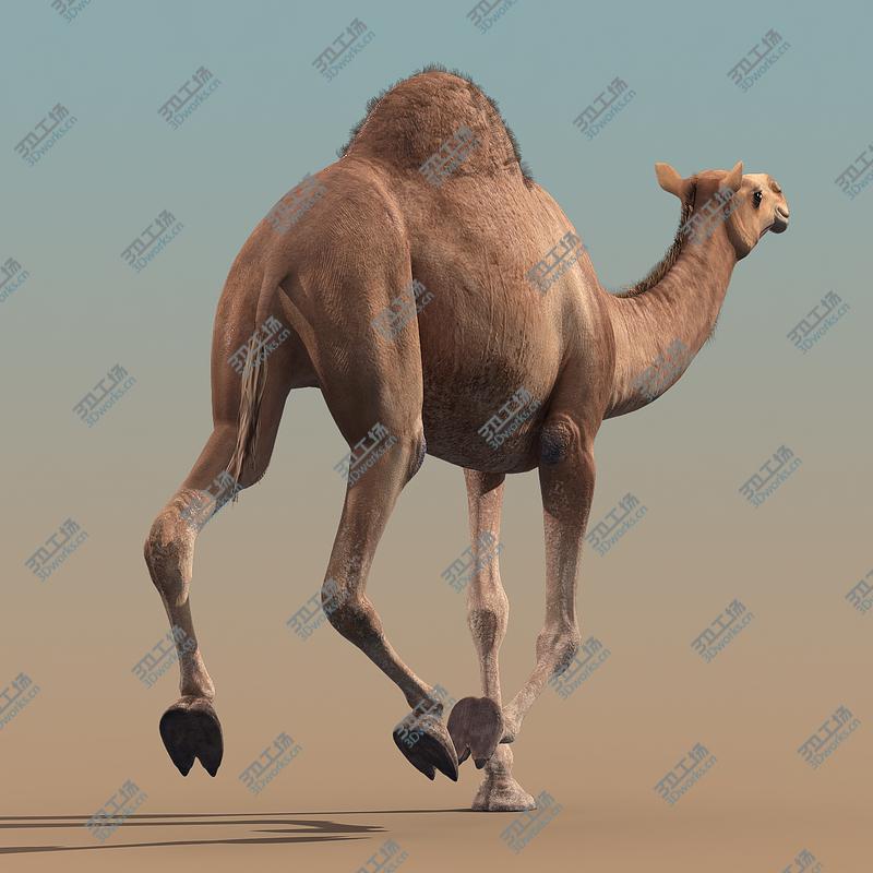 images/goods_img/20210114/Camel(ANIMATED)/3.jpg