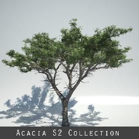 AcaciaS2_Collection