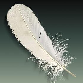 Feather