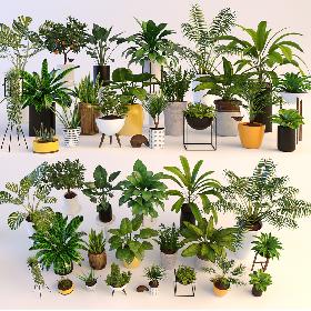 Plants