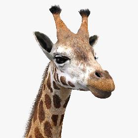 Giraffe(1)
