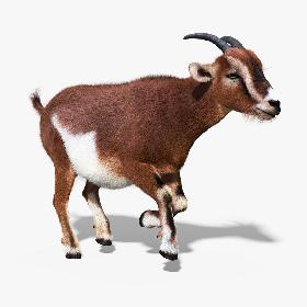 Goat(FUR)(ANIMATED)