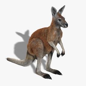 Kangaroo