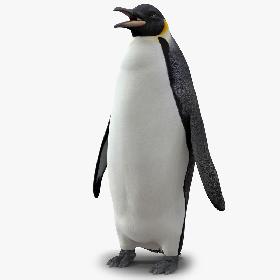 Penguin