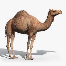 Camel