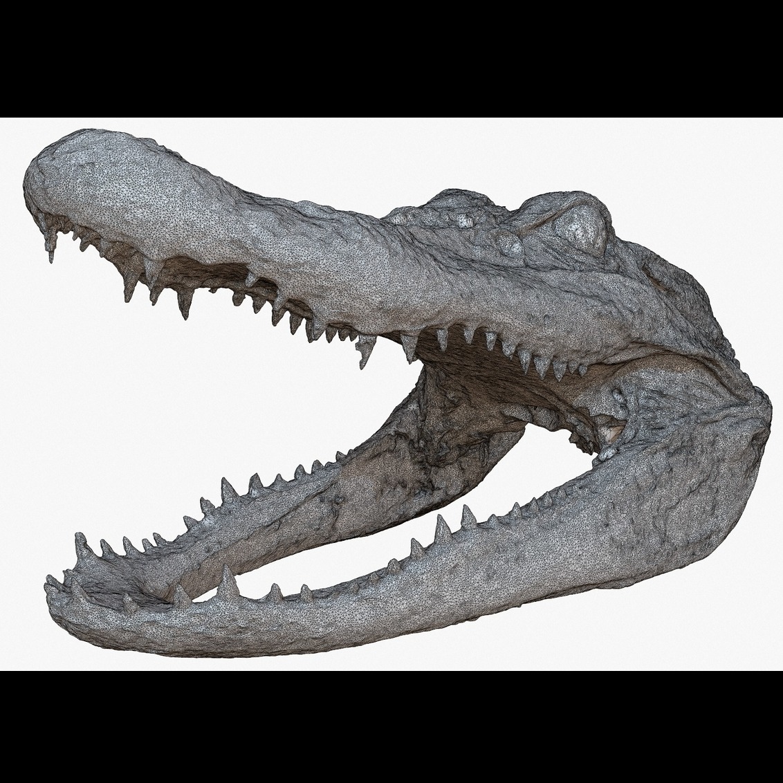 3D模型-鳄鱼头骨3D扫描模型Crocodile