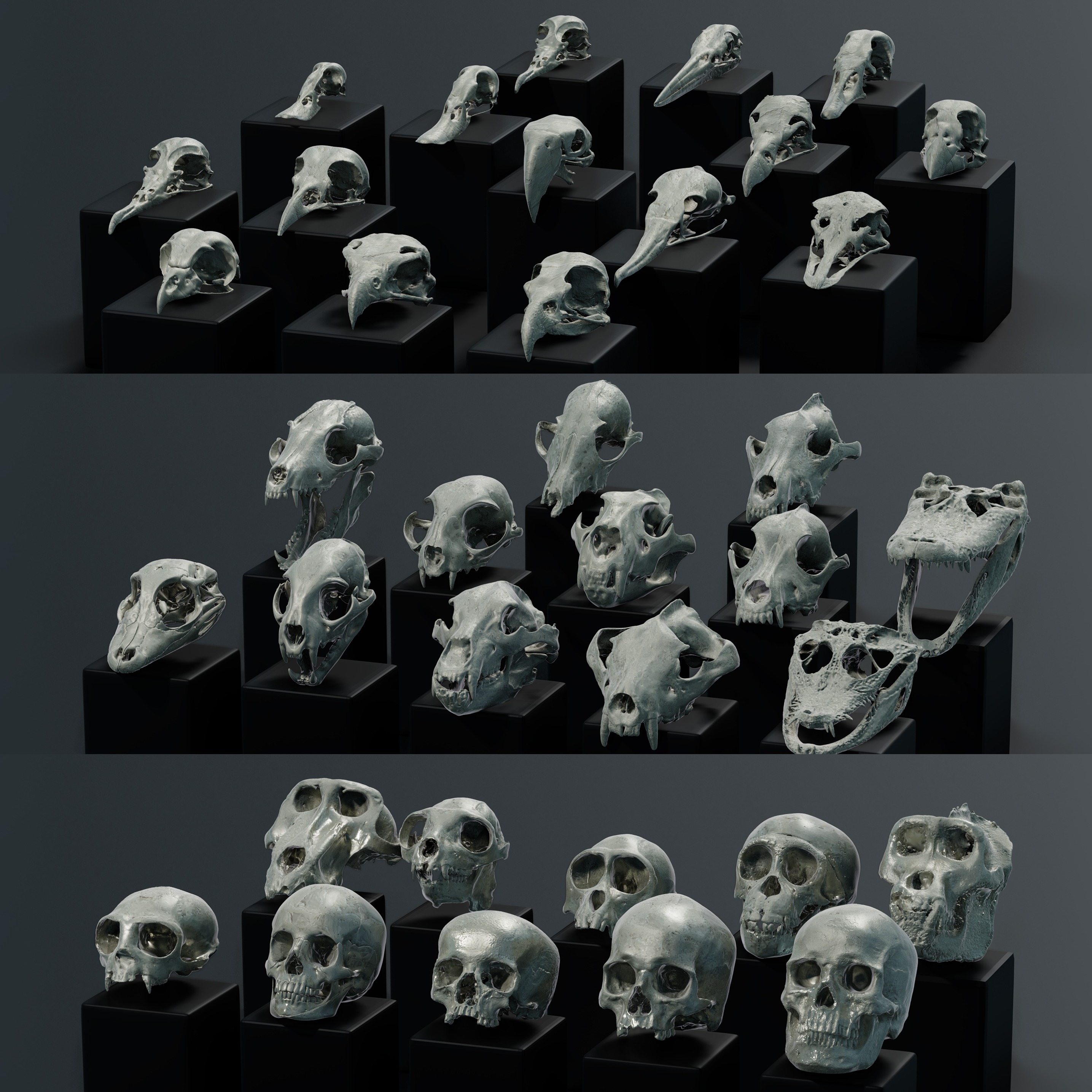 3D模型-动物头骨集合3D打印模型Skulls