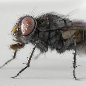 housefly