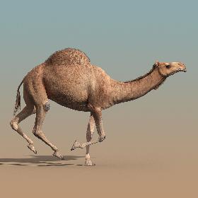 Camel(ANIMATED)