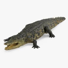 Crocodile