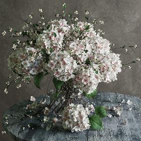 Hydrangea