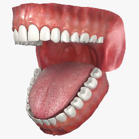 Jaw