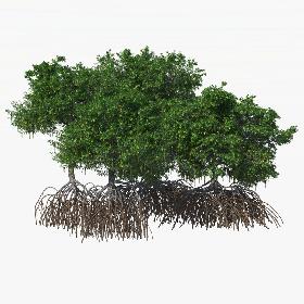 Mangroves