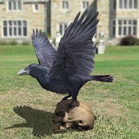 Raven