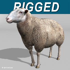 Sheep