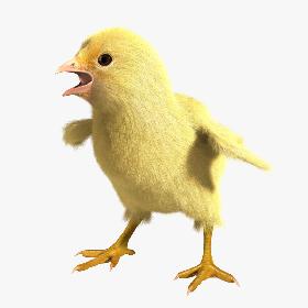 Chick