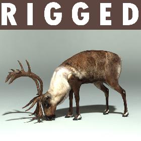 Reindeer